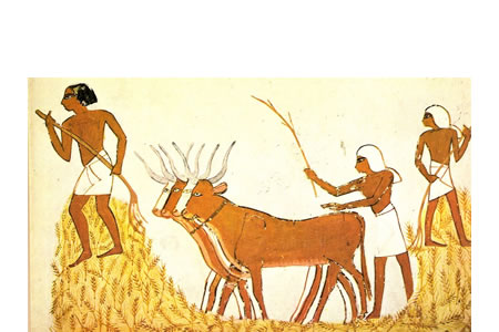 cultivos en el antiguo egipto